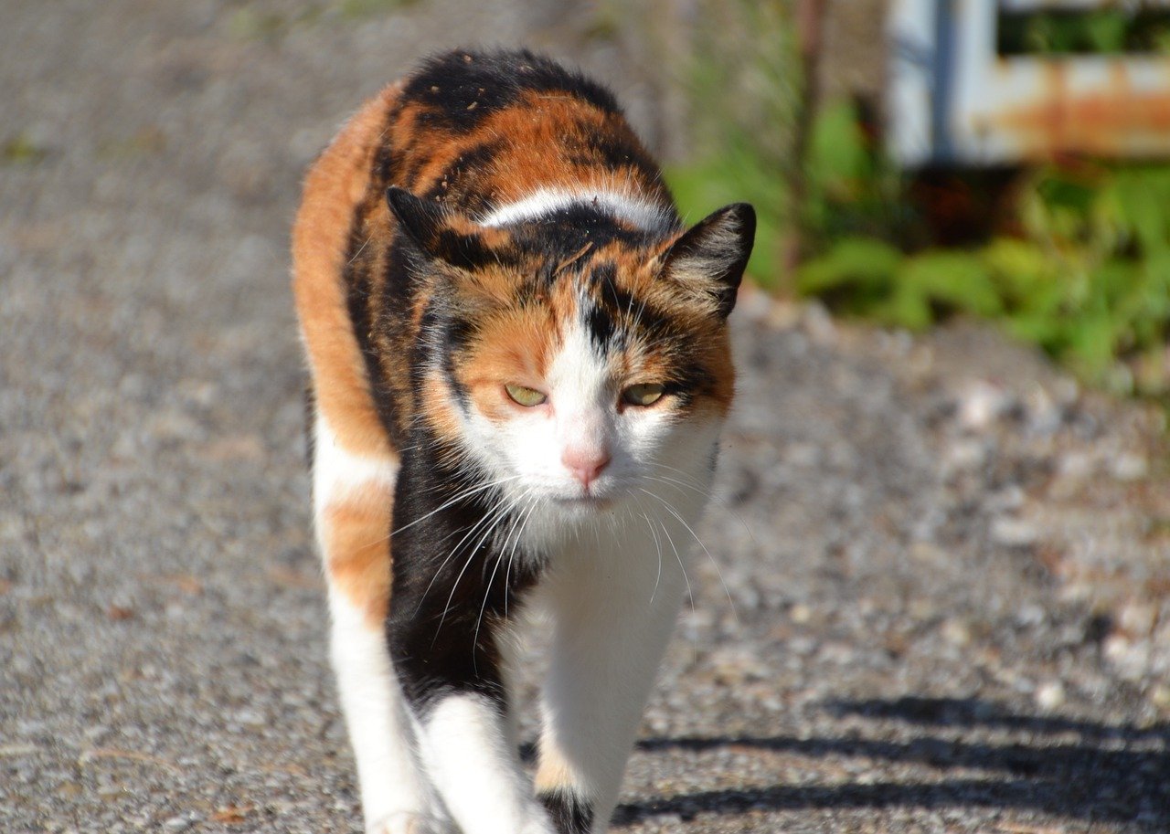 猫にまつわることわざ 慣用句 言い伝え を猫好き目線で解説 猫絵工房たんめぐ